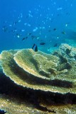Beautiful Colliflower Corals