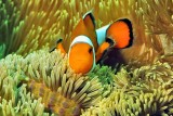 Nemo In Big Anemone 