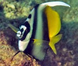 Masked Bannerfish, Heniochus monoceros, Frontal 