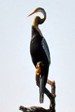 Indian Darter, Anhinga melanogaster Close