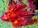 Lion Fish, Pterois Radiata 