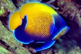Bluegirdled Angelfish Pomacanthus navarchus