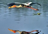 The Flight Of The Stork