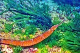 Marinha - Pipefish