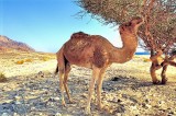 Eating The Acacia