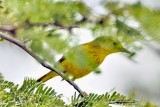 American Yellow Warbler   Setophaga petechia