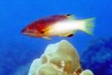 Split-Level Hogfish, Bodianus mesothorax