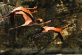The Flamingoes Flight