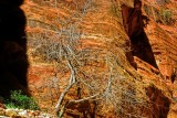 Dry Tree In Canyon