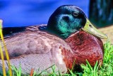 The Sardonic Smile of The Male Mallard 