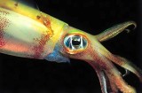 Bigfin Reef Squid - (Sepioteuthis lessoniana)