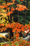 East Orange Autumn