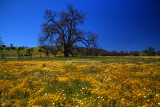 Wildflowers