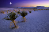 White Sands Moonlight