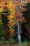 New Brunswick Autumn Splendor