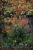 Autumn Splendor Abstraction