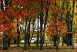 Edmunston Autumn Splendor
