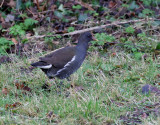 Rrhna <br> Common Moorhen<br> Gallinula chloropus