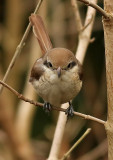 Brun trnskata <br> Brown Shrike <br> Lanius cristatus