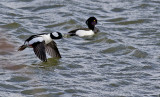 Buffelhuvud <br> Buffelhead <br> Bucephala albeola