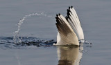 Skrattms <br> Black-headed Gull <br> Larus ridibundus