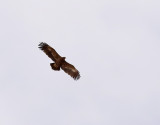 Stpprn <br> Steppe Eagle <br> Aquila nipalensis