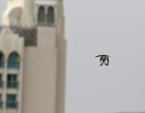 Gråfiskare Pied Kingfisher Ceryle rudis