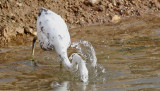 Revhger <br> Western Reef Egret <br> Egretta gularis