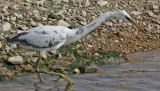 Revhger <br> Western Reef Egret <br> Egretta gularis