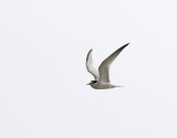 Småtärna Sterna albifrons Little Tern