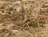 Tofslrka <br>Crested Lark<br>Galerida cristata