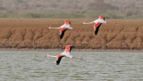 Strre flamingo <br>Phoenicopterus roseus<br>Greater Flamingo