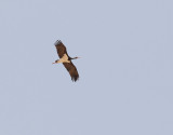 Svart stork <br> Black stork<br> Ciconia nigra