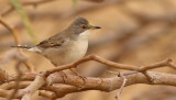 Svarthakad sngare <br> Rppells Warbler<br> Sylvia rueppelli