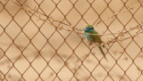 Grn dvrgbitare <br> Little Green Bee-eater <br> Merops orientalis