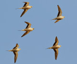 kenflyghna<br> Spotted Sandgrouse<br> Pterocles senegallus