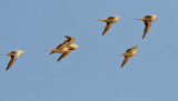 kenflyghna<br> Spotted Sandgrouse<br> Pterocles senegallus