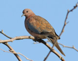 Palmduva <br> Laughing Dove<br> Streptopelia senegalensis