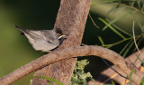 Svarthakad sångare Rüppell's Warbler Sylvia rueppelli
