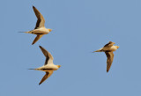 kenflyghna<br> Spotted Sandgrouse<br> Pterocles senegallus