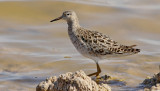 Brushane Ruff Philomachus pugnax