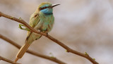 Grön dvärgbiätare Little Green Bee-eater Merops orientalis