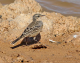 Vattenpiplrka<br> Water Pipit<br> Anthus spinoletta