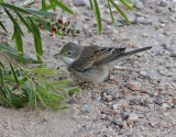 Törnsångare Common Whitethroat Sylvia communis
