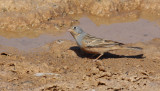 Rostsparv <br> Cretzschmars Bunting <br> Emberiza caesia