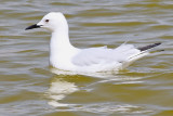 Lngnbbad ms <br> Slender-billed Gull<br> Chroicocephalus genei