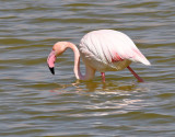 Större flamingo Phoenicopterus roseusGreater Flamingo