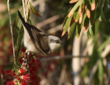 rtsngare <br> Lesser Whitethroat<br> Sylvia curruca
