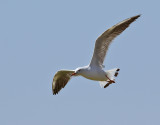 Lngnbbad ms <br> Slender-billed Gull<br> Chroicocephalus genei