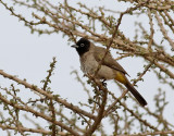 Levantbulbyl White-eyed Bulbul (White-spectacled Bulbul) Pycnonotus xanthopygos